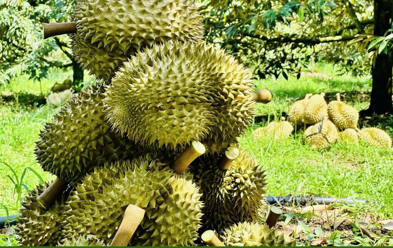 Sản phẩm về sầu riêng